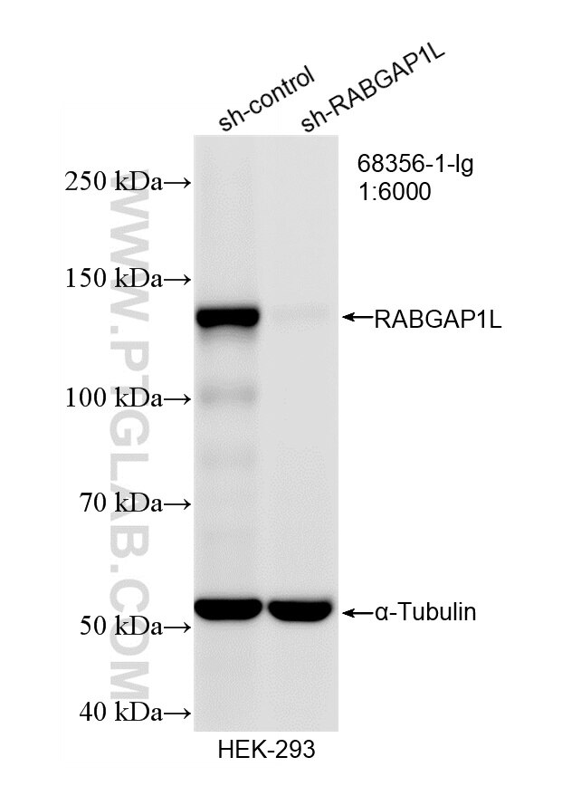 Western Blot (WB) analysis of HEK-293 cells using RABGAP1L Monoclonal antibody (68356-1-Ig)