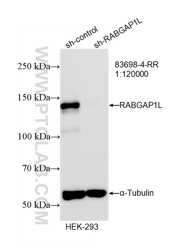 WB result of RABGAP1L antibody (83698-4-RR; 1:120000; incubated at room temperature for 1.5 hours) with sh-Control and sh-RABGAP1L transfected HEK-293 cells. This data was developed using the same antibody clone with 83698-4-PBS in a different storage buffer formulation. Western Blot (WB) analysis of HEK-293 cells using RABGAP1L Recombinant monoclonal antibody (83698-4-RR)