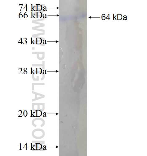 RABGAP1L fusion protein Ag4856 SDS-PAGE