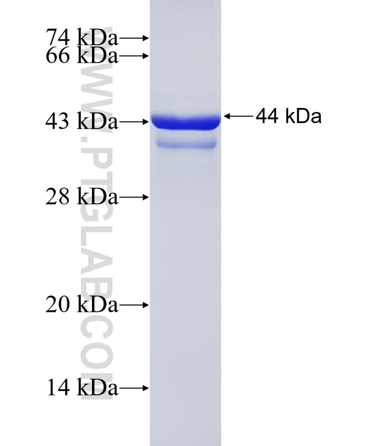 RABGEF1 fusion protein Ag3442 SDS-PAGE