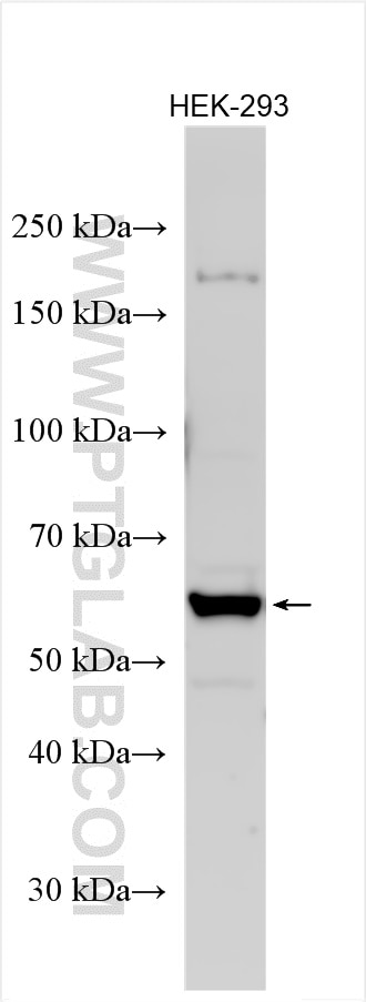 Western Blot (WB) analysis of HEK-293 cells using RABGGTA Polyclonal antibody (14448-1-AP)
