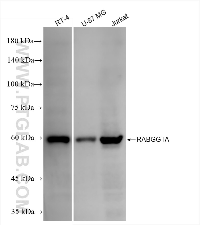 Western Blot (WB) analysis of various lysates using RABGGTA Recombinant antibody (86386-3-RR)