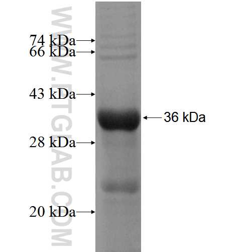 RABGGTA fusion protein Ag5923 SDS-PAGE