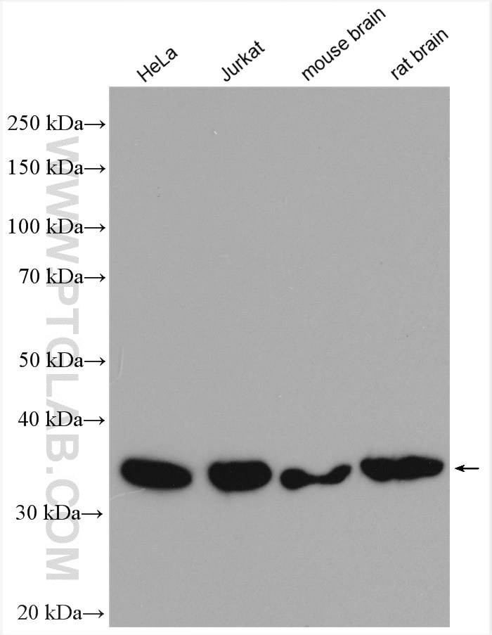 Western Blot (WB) analysis of various lysates using RABGGTB Polyclonal antibody (11801-1-AP)