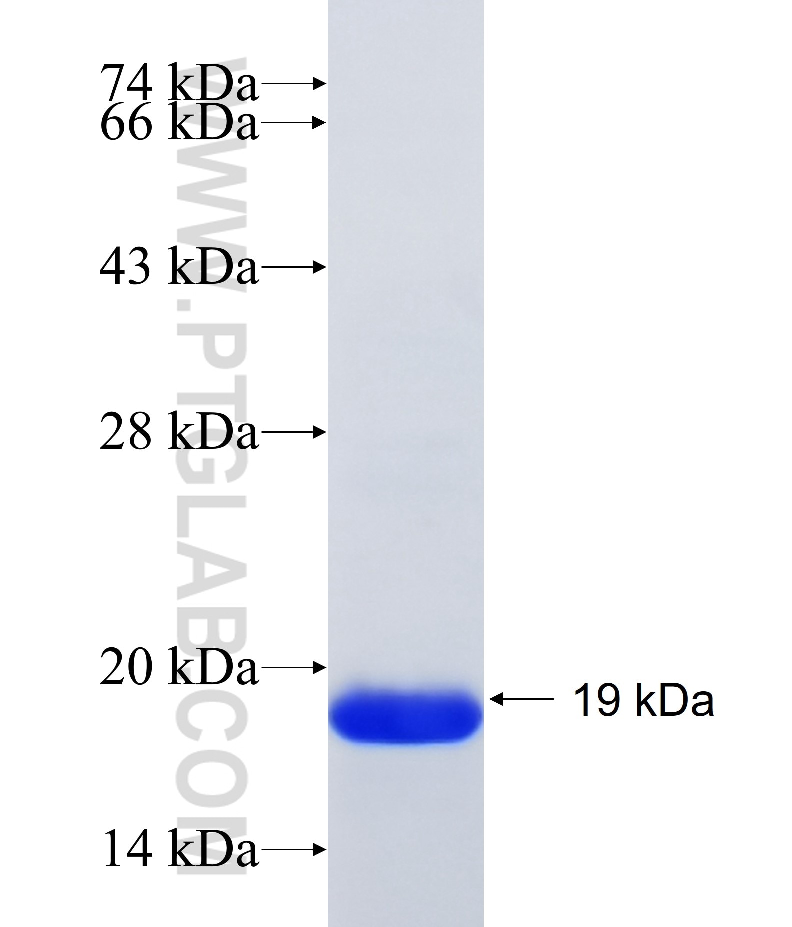 RABIF fusion protein Ag35096 SDS-PAGE