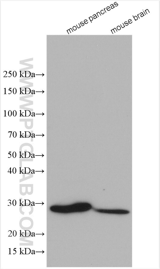 Western Blot (WB) analysis of various lysates using RABL2A Polyclonal antibody (17816-1-AP)