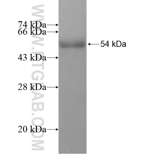 RABL2A fusion protein Ag12135 SDS-PAGE