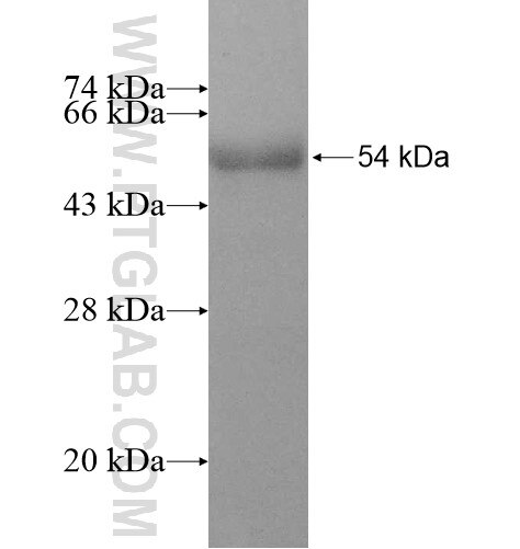 RABL2A fusion protein Ag12135 SDS-PAGE