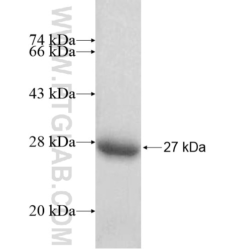 RABL2A fusion protein Ag12379 SDS-PAGE