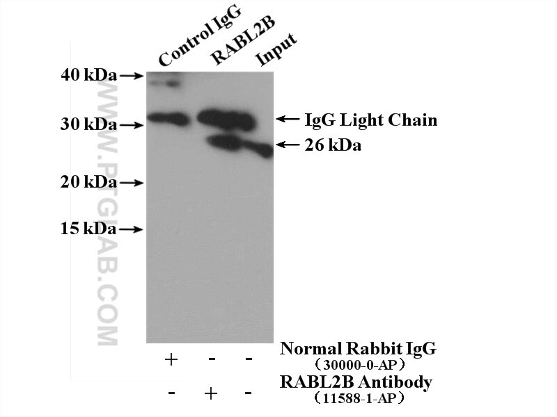 Immunoprecipitation (IP) experiment of fetal human brain tissue using RABL2B Polyclonal antibody (11588-1-AP)