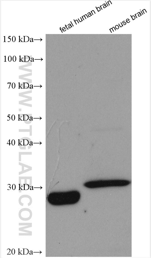 Western Blot (WB) analysis of various lysates using RABL2B Polyclonal antibody (11588-1-AP)