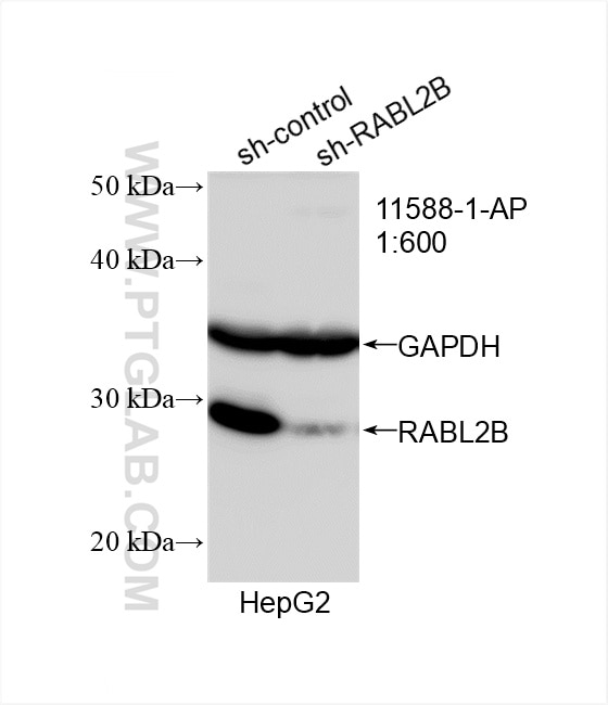Western Blot (WB) analysis of HepG2 cells using RABL2B Polyclonal antibody (11588-1-AP)