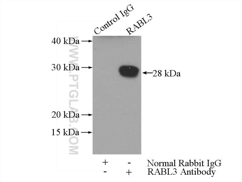 Immunoprecipitation (IP) experiment of mouse lung tissue using RABL3 Polyclonal antibody (11916-1-AP)