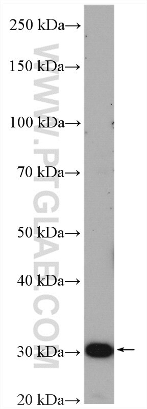 Western Blot (WB) analysis of HUVEC cells using RABL3 Polyclonal antibody (11916-1-PBS)