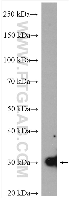 Western Blot (WB) analysis of HEK-293 cells using RABL3 Polyclonal antibody (11916-1-AP)