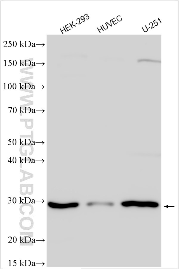 Western Blot (WB) analysis of various lysates using RABL3 Polyclonal antibody (11916-1-AP)