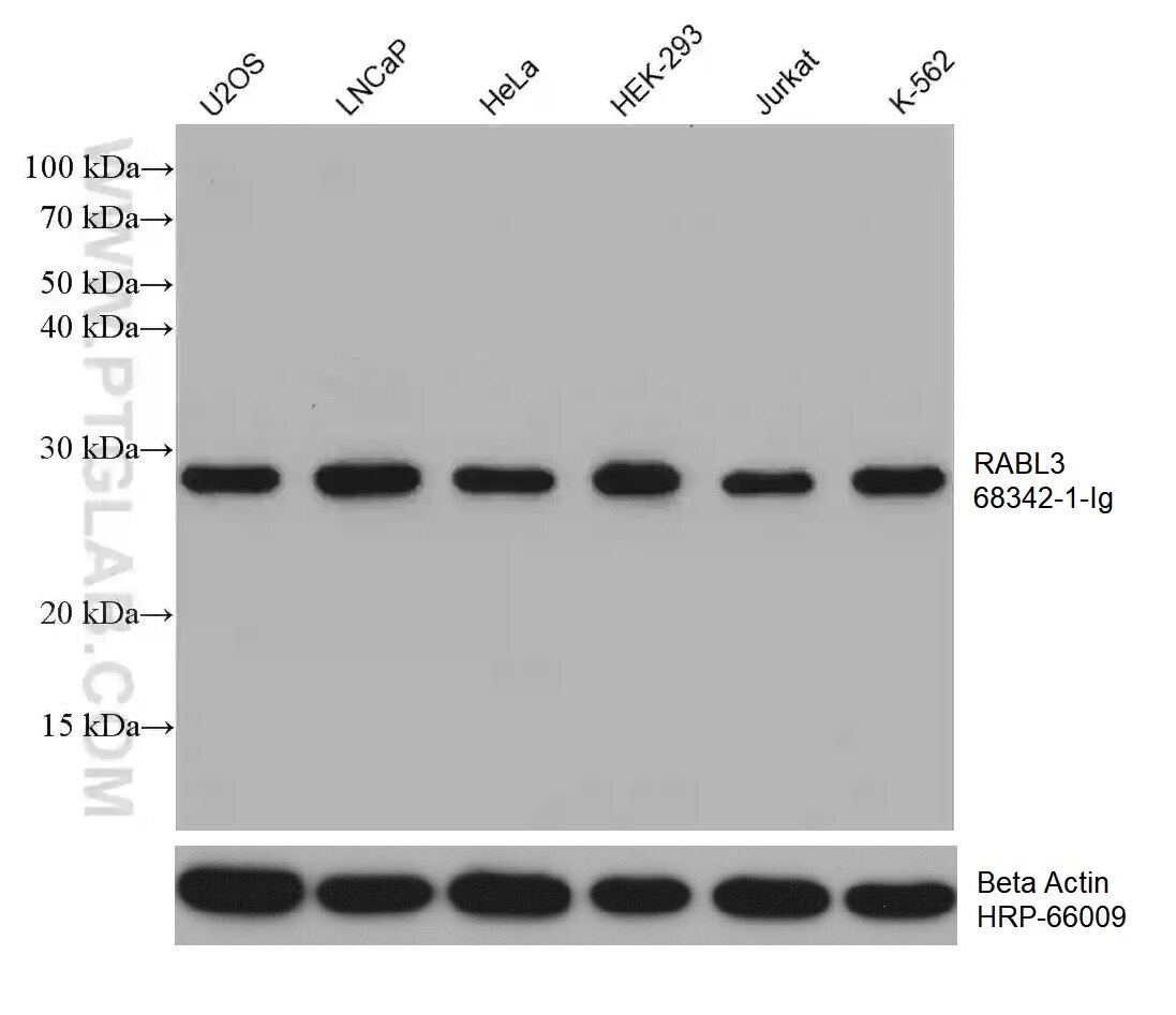 Western Blot (WB) analysis of various lysates using RABL3 Monoclonal antibody (68342-1-Ig)