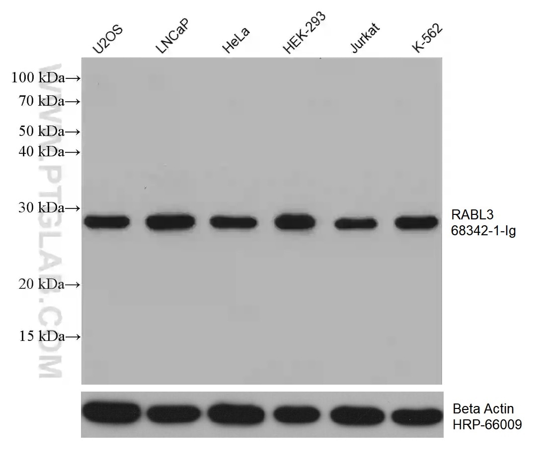 WB analysis using 68342-1-Ig