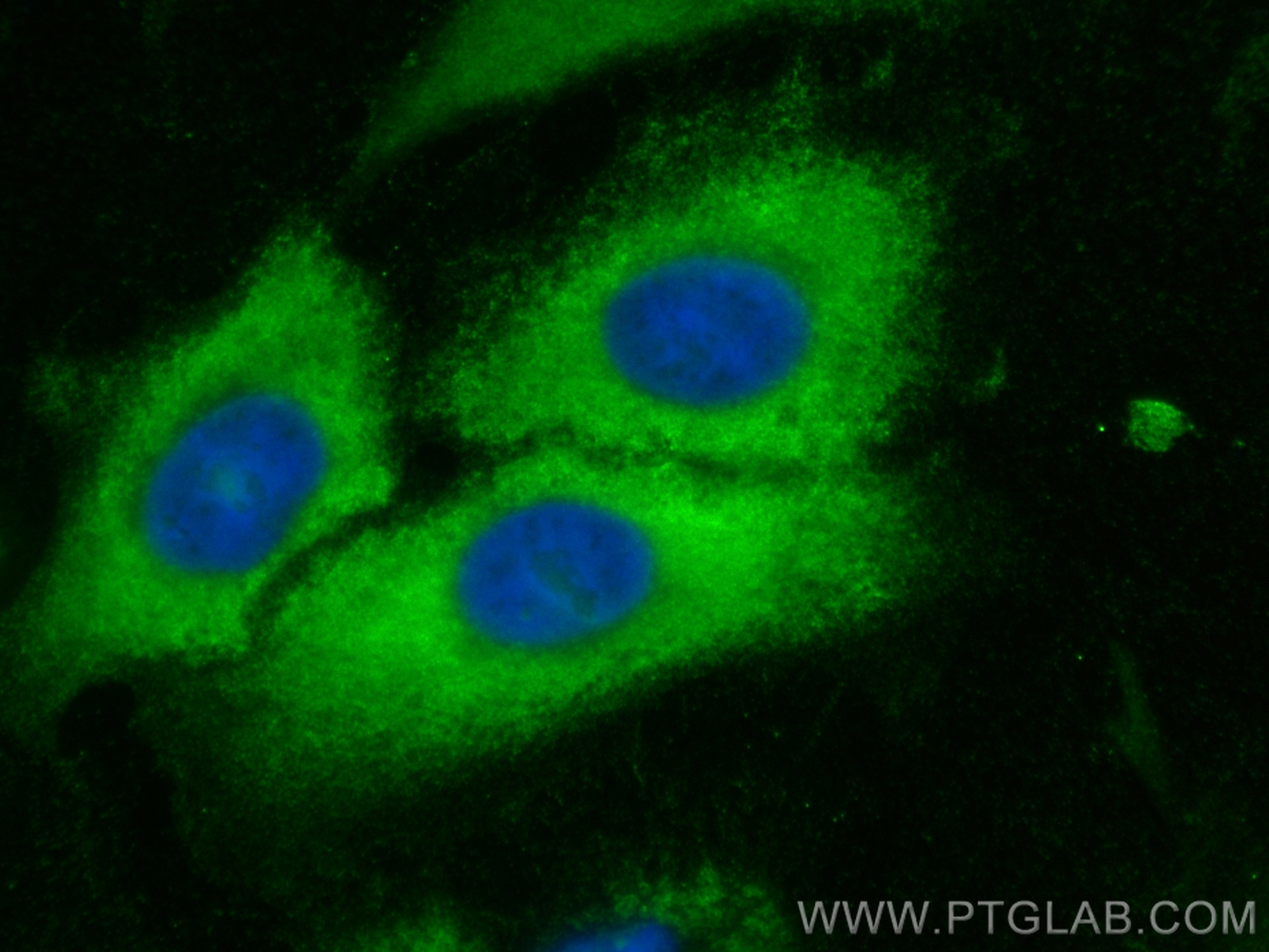 Immunofluorescence (IF) / fluorescent staining of A549 cells using CoraLite® Plus 488-conjugated RABL3 Polyclonal ant (CL488-11916)