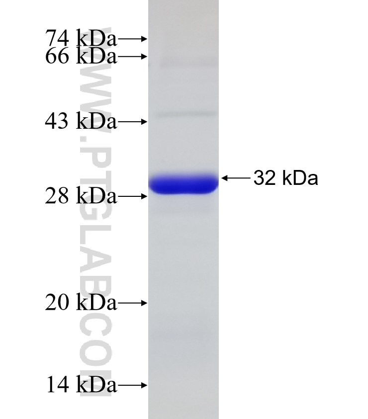 RABL3 fusion protein Ag33137 SDS-PAGE