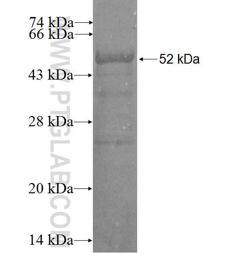 RABL3 fusion protein Ag2531 SDS-PAGE