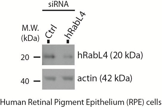 Western Blot (WB) analysis of human RPE cells using IFT27 Polyclonal antibody (15017-1-AP)