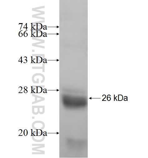 RABL4 fusion protein Ag7051 SDS-PAGE