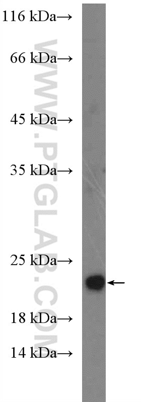 Western Blot (WB) analysis of mouse brain tissue using IFT22 Polyclonal antibody (26896-1-AP)