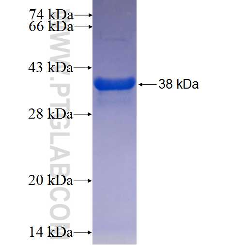 RABL5 fusion protein Ag25292 SDS-PAGE