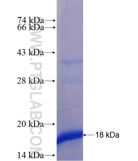 RABL5 fusion protein Ag26078 SDS-PAGE