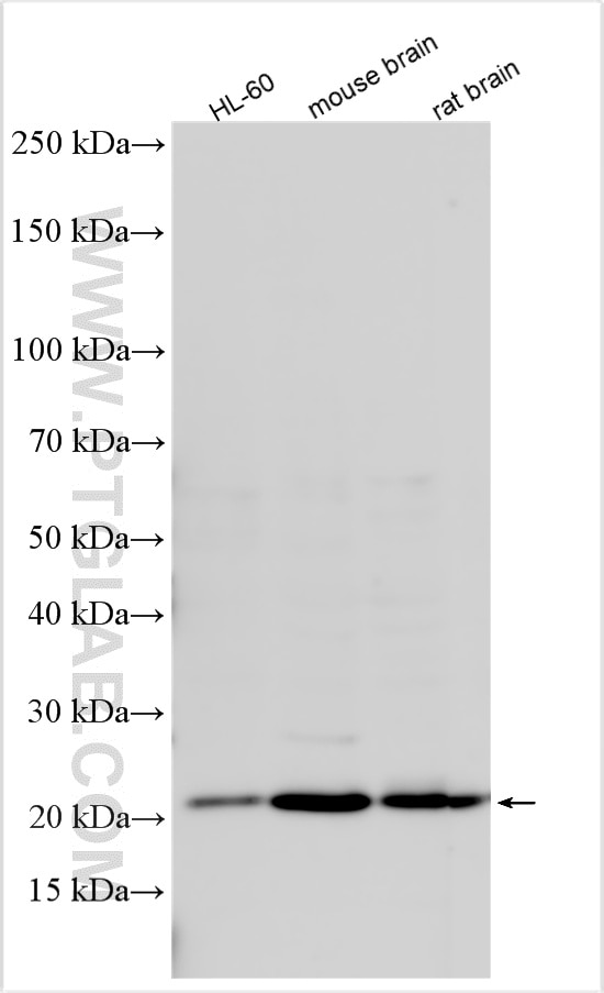 Western Blot (WB) analysis of various lysates using RAC1 Polyclonal antibody (24072-1-AP)