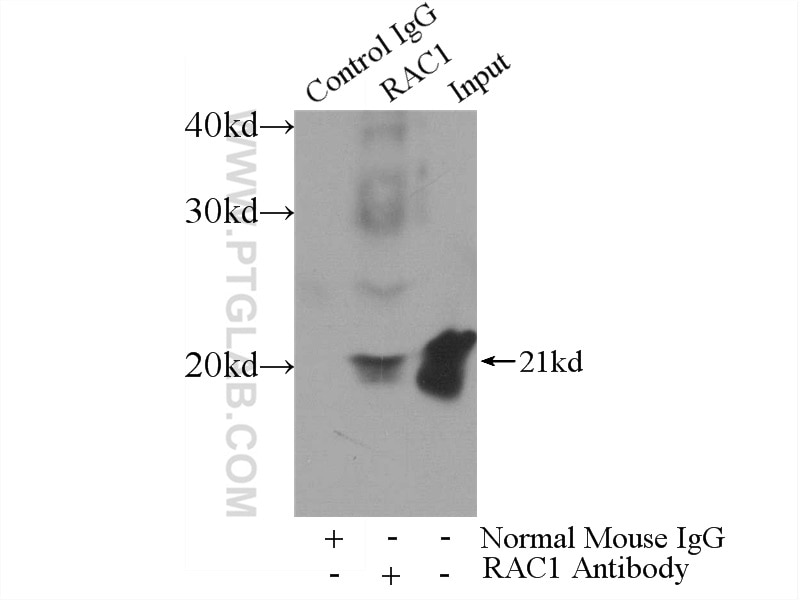 Immunoprecipitation (IP) experiment of HL-60 cells using RAC1 Monoclonal antibody (66122-1-Ig)