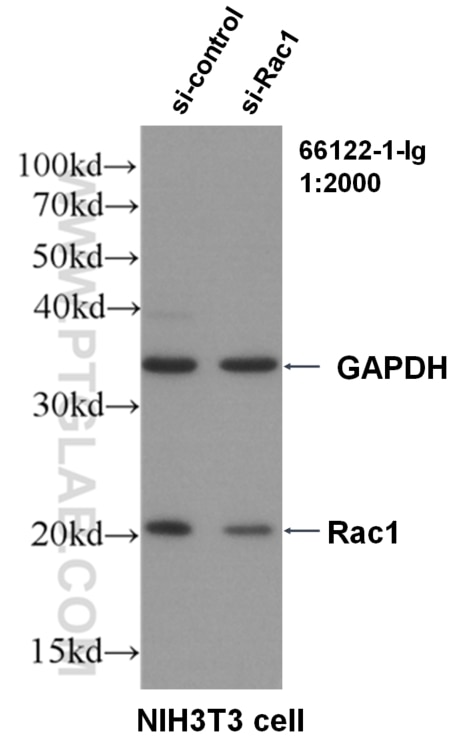 Western Blot (WB) analysis of NIH/3T3 cells using RAC1 Monoclonal antibody (66122-1-Ig)