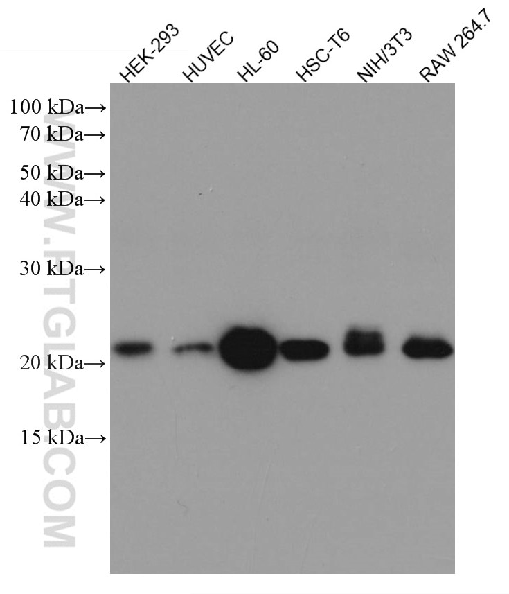 Western Blot (WB) analysis of various lysates using RAC1 Monoclonal antibody (66122-1-Ig)