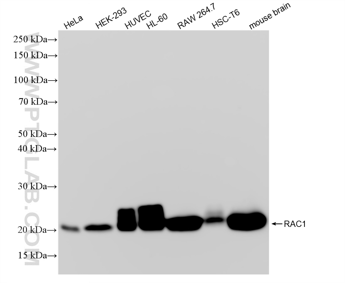 WB analysis using 88471-1-RR Western Blot (WB) analysis of various lysates using RAC1 Recombinant monoclonal antibody (88471-1-RR)