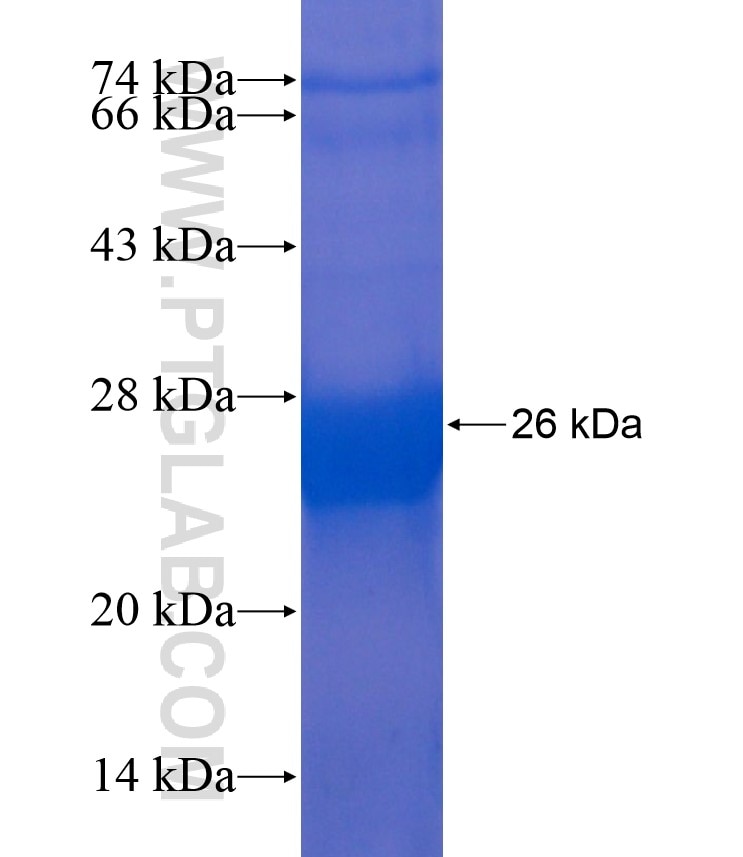 RAC1 fusion protein Ag17779 SDS-PAGE
