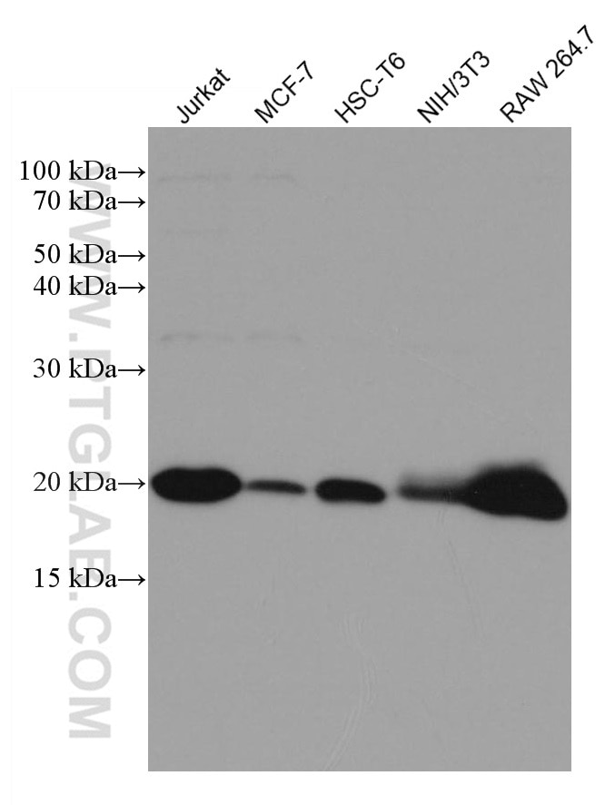 Western Blot (WB) analysis of various lysates using RAC2 Monoclonal antibody (60077-1-Ig)