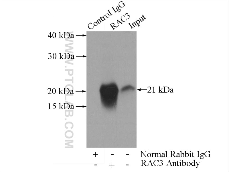 Immunoprecipitation (IP) experiment of mouse brain tissue using RAC1/2/3 Polyclonal antibody (16117-1-AP)