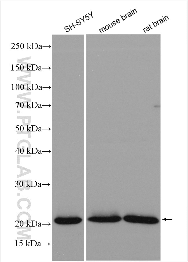 Western Blot (WB) analysis of various lysates using RAC1/2/3 Polyclonal antibody (16117-1-AP)