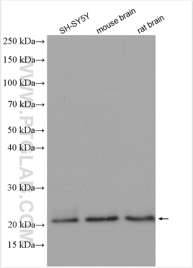 Western Blot (WB) analysis of various lysates using RAC1/2/3 Polyclonal antibody (16117-1-AP)