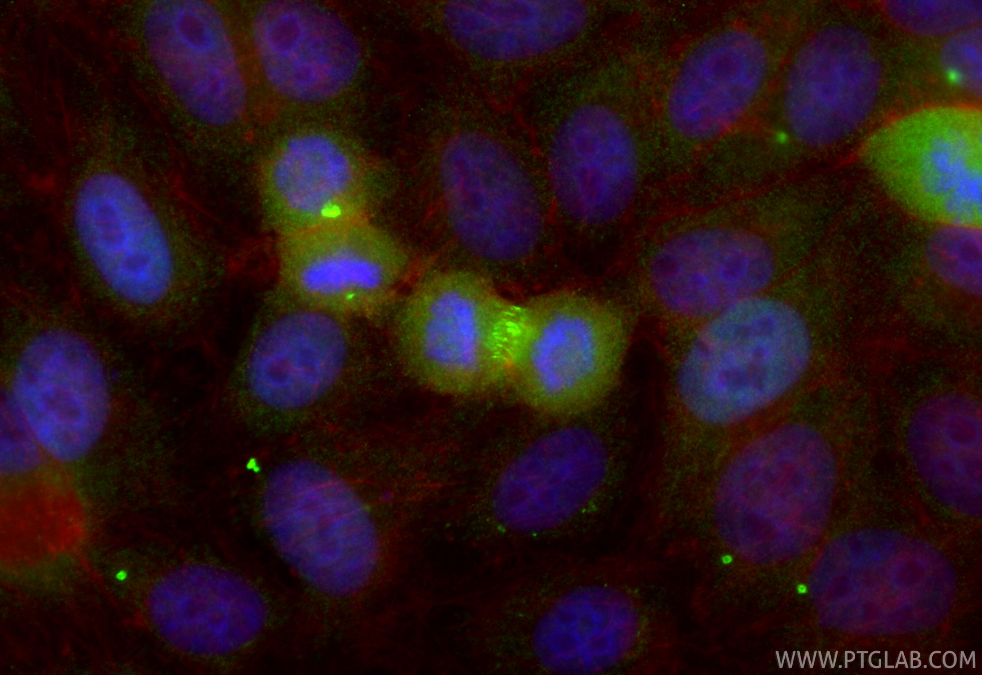 Immunofluorescence (IF) / fluorescent staining of HepG2 cells using RACGAP1 Polyclonal antibody (13739-1-AP)