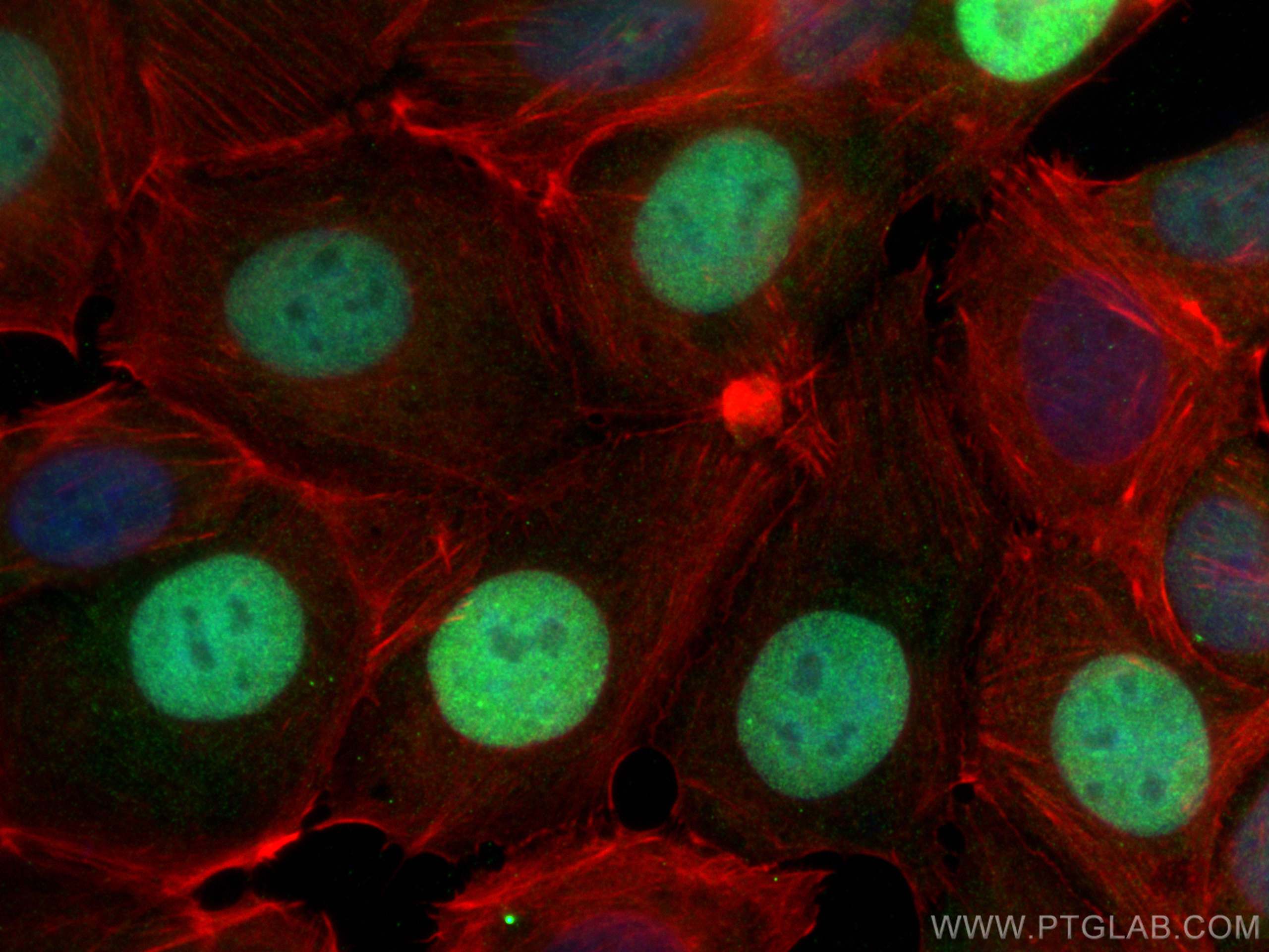 Immunofluorescence (IF) / fluorescent staining of MCF-7 cells using RACGAP1 Polyclonal antibody (30042-1-AP)
