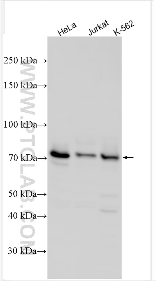 Western Blot (WB) analysis of various lysates using RACGAP1 Polyclonal antibody (30042-1-AP)
