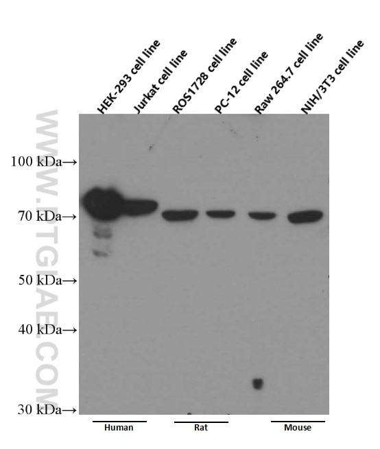 Western Blot (WB) analysis of HEK-293 cells using RACGAP1 Monoclonal antibody (66056-1-Ig)