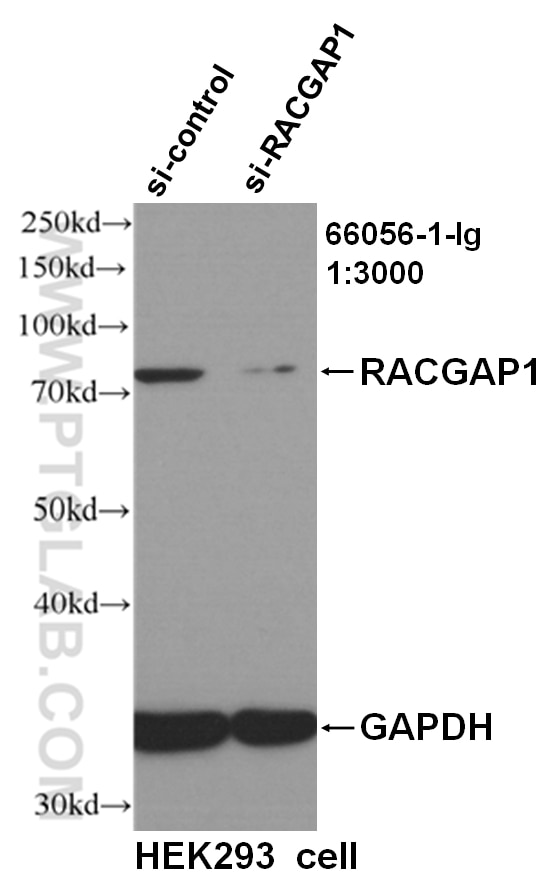 Western Blot (WB) analysis of HEK293 cells using RACGAP1 Monoclonal antibody (66056-1-Ig)