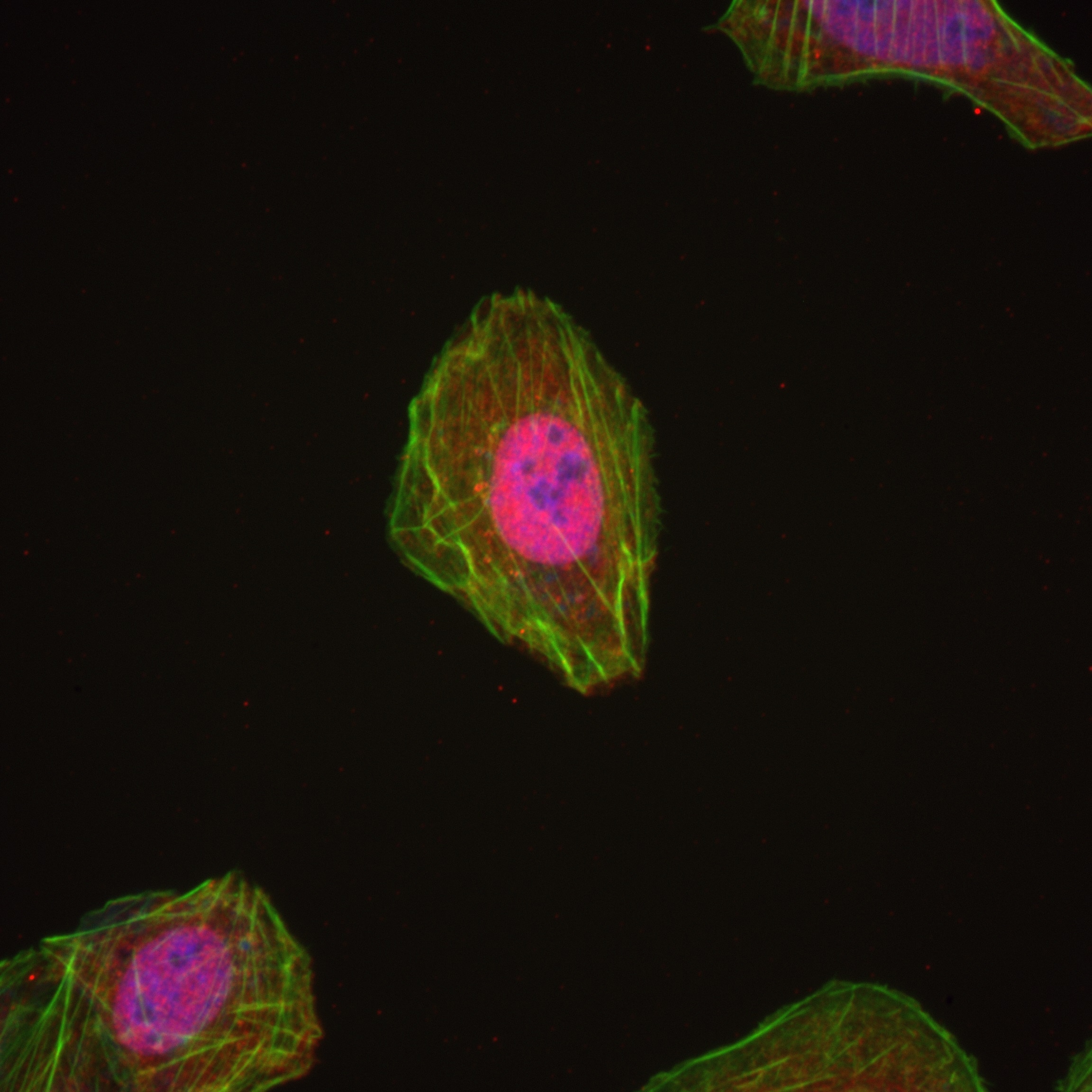 Immunofluorescence (IF) / fluorescent staining of U2OS cells using RACGAP1 Recombinant antibody (82788-1-RR)