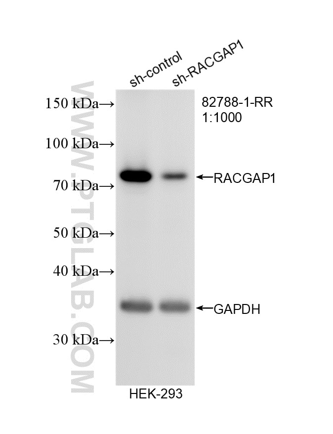 Western Blot (WB) analysis of HEK-293 cells using RACGAP1 Recombinant antibody (82788-1-RR)
