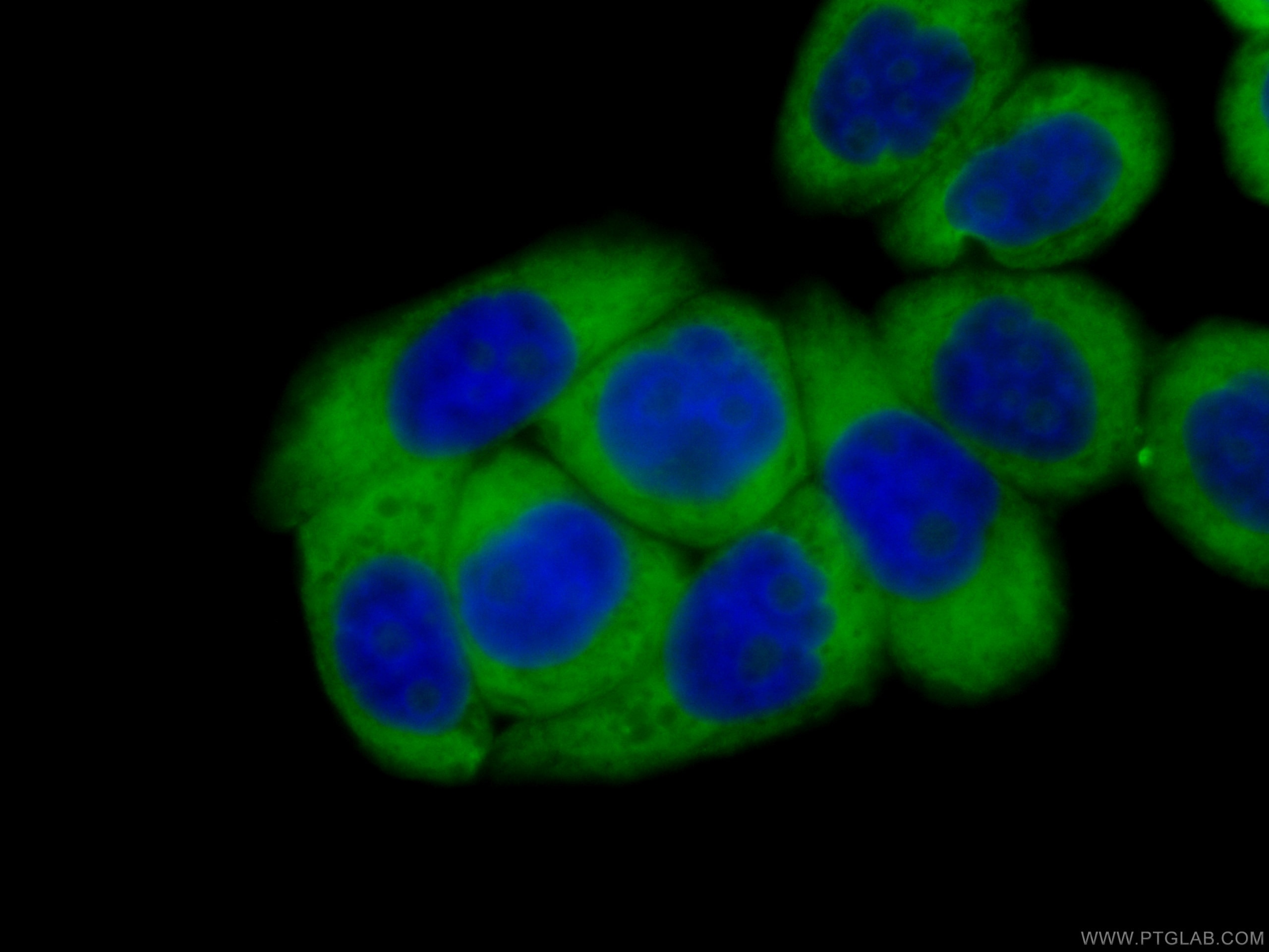 Immunofluorescence (IF) / fluorescent staining of HeLa cells using CoraLite® Plus 488-conjugated RACGAP1 Monoclonal a (CL488-66056)