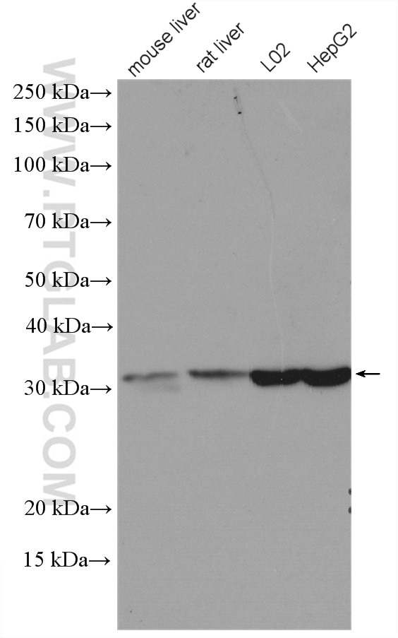 Western Blot (WB) analysis of various lysates using RACK1; GNB2L1 Polyclonal antibody (27592-1-AP)