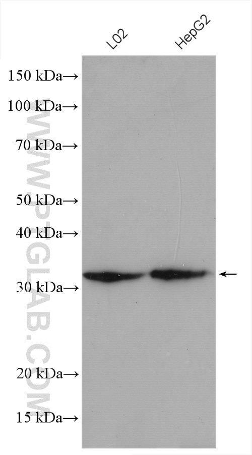 Western Blot (WB) analysis of various lysates using RACK1; GNB2L1 Polyclonal antibody (27592-1-AP)